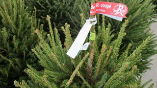 Les sapins de Noël Label Rouge, mis sur le marché depuis 2 ans, connaissent un succès grandissant. ©Pascal Fayolle